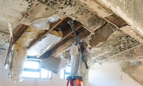 Why You Should Choose Our Mold Remediation Services in Monument, CO